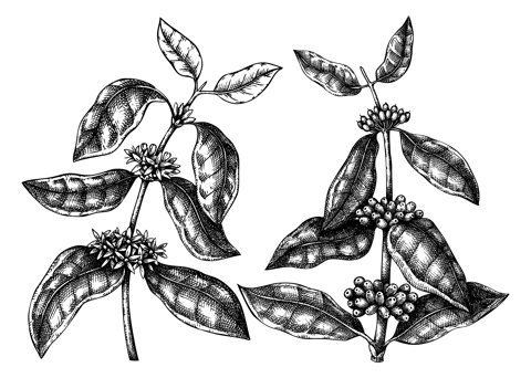 Hand sketched Coffee plants with beans, leaves and flowers. Botanical drawing of flowering plant on white background. Hand drawn coffee tree branches and engraved style.